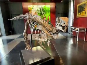 Kerangka Dinosaurus Kecil Dijual, Tingginya 1,3 Meter Kerangka Dinosaurus Kecil Dijual, Tingginya 1,3 Meter