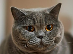 Mengapa Mata Kucing Bisa Menyala Saat Gelap? Begini Penjelasannya