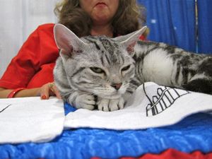 Menurut Sains, Ternyata Ini Alasan Kucing Suka Memijat Pemiliknya