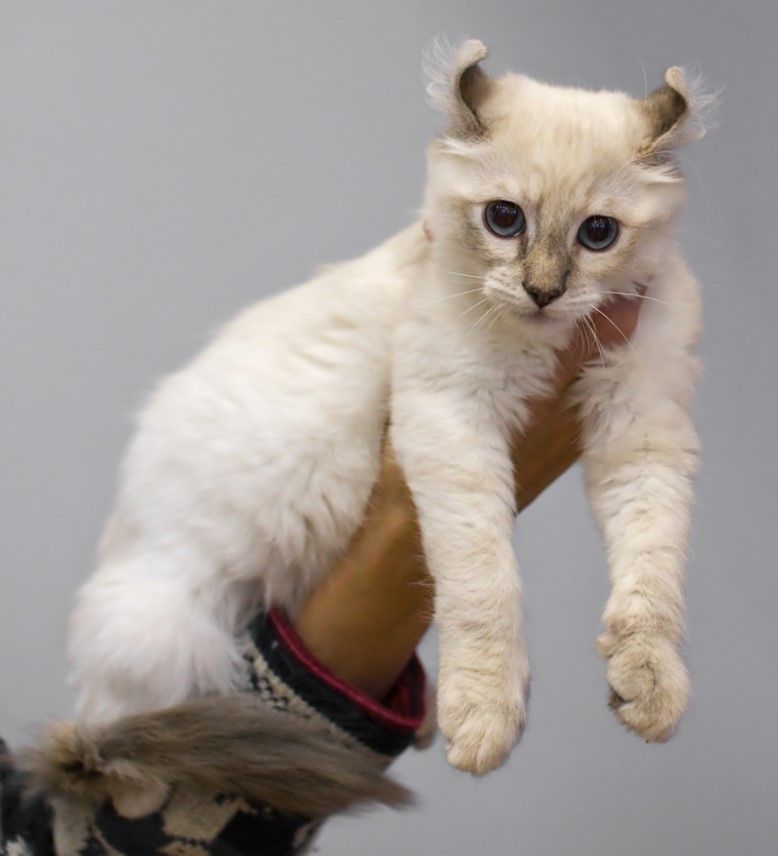 Kucing paling mahal di dunia.