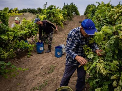 Melihat Panen Anggur Ukraina di Tengah Invasi Rusia