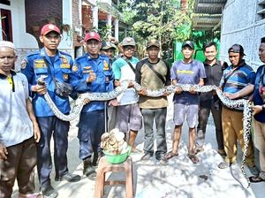 Temuan Sanca 5 Meter dan 50 Telurnya Hebohkan Warga Karawang