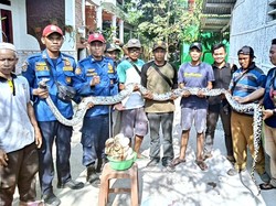 Temuan Sanca 5 Meter dan 50 Telurnya Hebohkan Warga Karawang