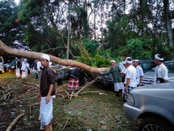 Dua Pemedek Tertimpa Pohon Saat Hendak Sembahyang di Pura Tamba Waras