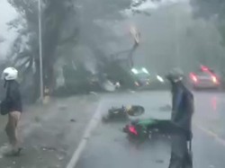 Pohon Tumbang Akibat Angin Kencang di Madiun Timpa Pemotor