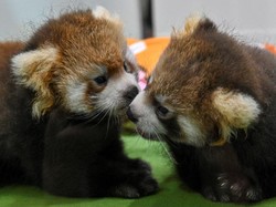 Lahirnya Panda Merah Kembar yang Langka di Inggris