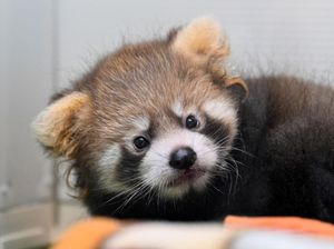 Kasihan, Bayi Panda Mati Setelah Stress dengan Ledakan Kembang Api