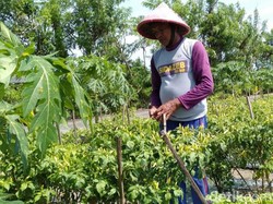 Harga Cabai di Bantul Naik-Turun, Pemkab: Bukan Dampak Kenaikan BBM