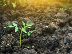 Mengenal Fosfat dan Kegunaannya dalam Kehidupan Manusia