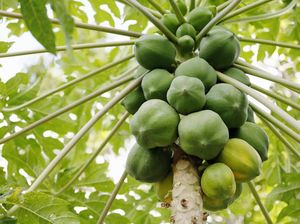 5 Manfaat Getah Pepaya bagi Kesehatan dan Cara Mengonsumsinya yang Aman 5 Manfaat Getah Pepaya bagi Kesehatan dan Cara Mengonsumsinya yang Aman
