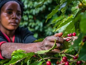 Cabut Bea Impor, China Merapat ke Afrika