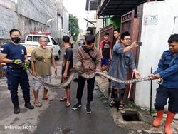 Damkar Evakuasi Ular Sanca 4 Meter dari Saluran Air di Cimanggis Depok