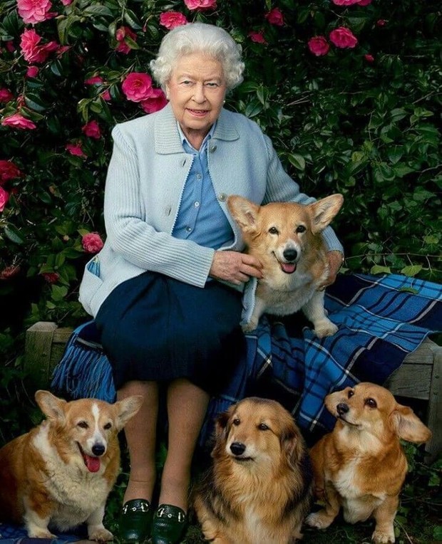 Fakta Royal Corgis