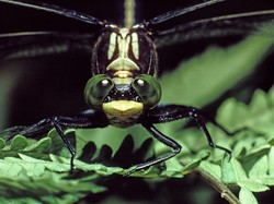 Ilmuwan Ungkap Alasan Serangga Jarang Ditemukan di Laut