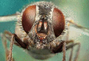 Jepretan Makro Ini Perlihatkan Mata Majemuk Pada Serangga Jepretan Makro Ini Perlihatkan Mata Majemuk Pada Serangga