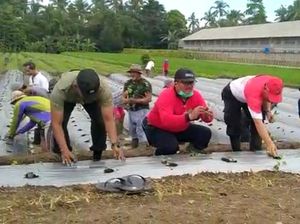 Tabanan Bentuk Empat Kampung Cabai Antisipasi Gejolak Harga