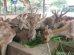 Horee...Kebun Binatang Mini Pendapa Tulungagung Kembali Dibuka untuk Umum