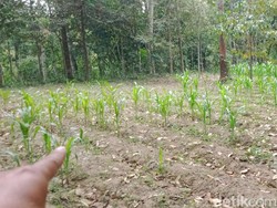 Teror Koloni Monyet Merapi Serang Ladang Petani di Klaten
