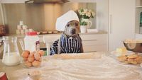 Lucunya! Selebgram Duo Anjing Ini Jadi Foodies yang Hobi Kulineran