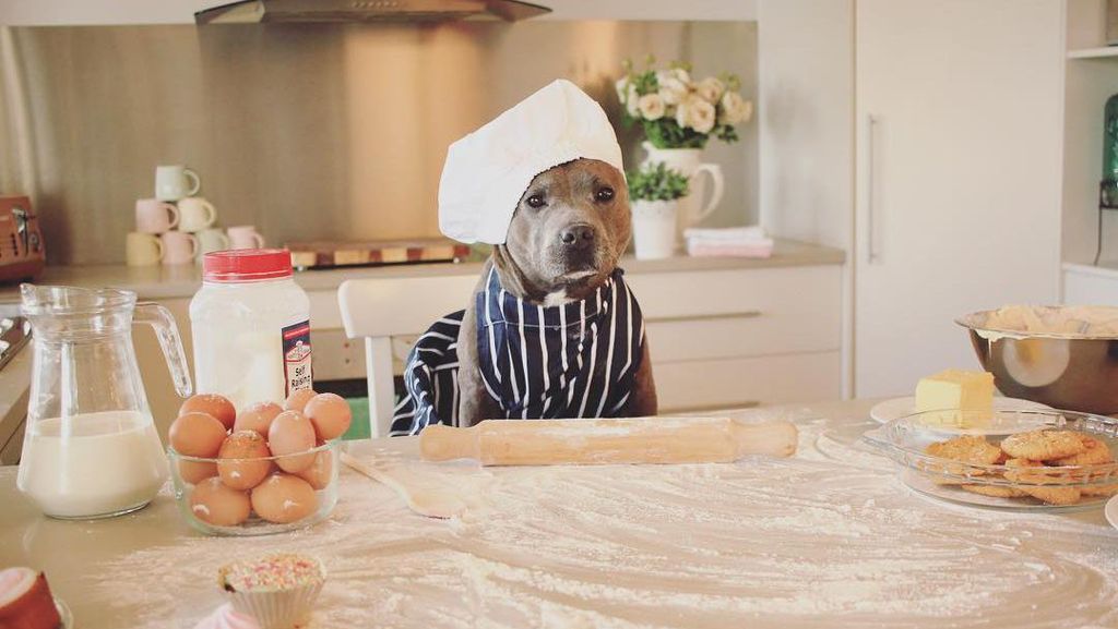 Lucunya! Selebgram Duo Anjing Ini Jadi Foodies yang Hobi Kulineran Lucunya! Selebgram Duo Anjing Ini Jadi Foodies yang Hobi Kulineran