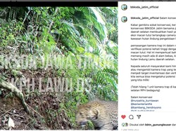 Kabar Gembira! Macan Tutul Belum Punah, Lihat Penampakannya