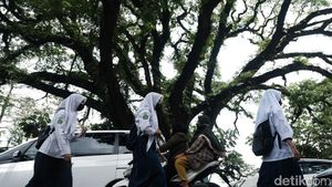 Mengenal Pohon Jubleg di Parung Bogor, Konon Berusia 100 Tahun