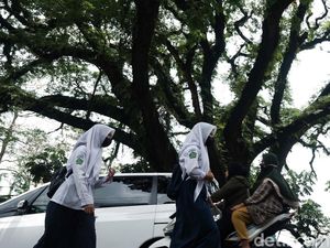 Mengenal Pohon Jubleg di Parung Bogor, Konon Berusia 100 Tahun Mengenal Pohon Jubleg di Parung Bogor, Konon Berusia 100 Tahun