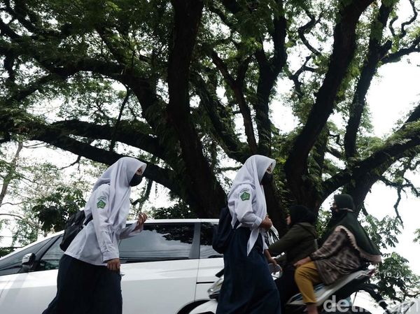 Mengenal Pohon Jubleg di Parung Bogor, Konon Berusia 100 Tahun