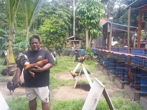 Peternak Ayam Aduan di Karangasem Sepi Pembeli-Merugi Jutaan Rupiah