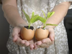 Langkah Mudah Menggunakan Cangkang Telur sebagai Pupuk Tanaman