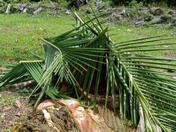 Pemilik Sapi Diduga Diracun di Mamuju Ragu Bangkai Dijual untuk Pakan Udang