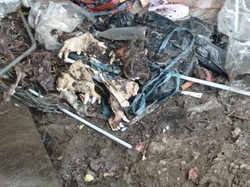 Lagi! DMFI Temukan Tempat Jagal Anjing di Banjarsari Solo