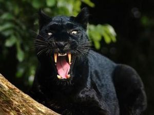 Ganasnya Macan Kumbang Nyaris Renggut Nyawa Tiga Pria Sumedang Ganasnya Macan Kumbang Nyaris Renggut Nyawa Tiga Pria Sumedang