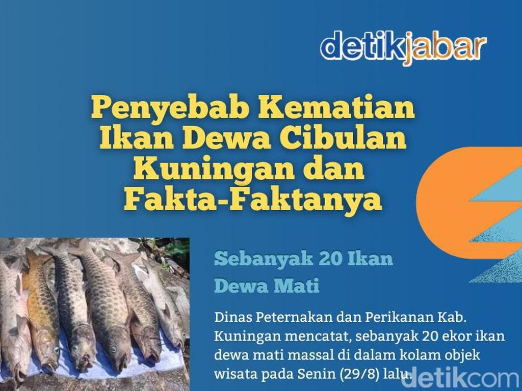 Misteri Kematian Massal Puluhan Ikan Dewa Cibulan Terungkap! Misteri Kematian Massal Puluhan Ikan Dewa Cibulan Terungkap!
