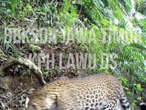 Macan Tutul Terekam Kamera di Gunung Lawu, Ini Penampakannya