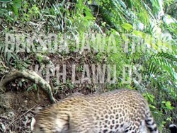Macan Tutul Terekam Kamera di Gunung Lawu, Ini Penampakannya