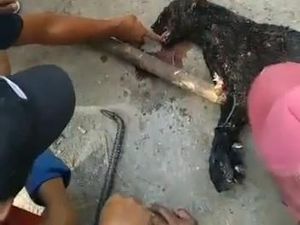 Penampakan Macan Kumbang yang Mati Usai Serang 3 Warga Sumedang Penampakan Macan Kumbang yang Mati Usai Serang 3 Warga Sumedang
