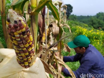 Jagung Warna-warni bak Pelangi dari Cianjur yang Disorot Peneliti