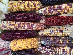 Kelebihan Jagung Pelangi Cianjur, Cocok Bagi yang Diet