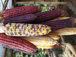 Aneh tapi Nyata, Muncul Jagung Pelangi Warna-warni dari Cianjur