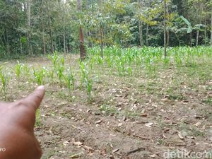 Koloni Monyet Gunung Merapi Teror Petani di Klaten, BKSDA Beri Tips Ini