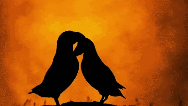 Terpukau Jawara Bird Photographer of the Year 2022