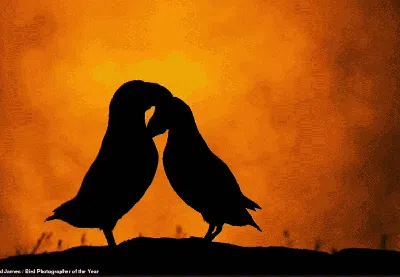 Terpukau Jawara Bird Photographer of the Year 2022