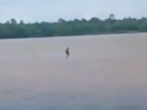 Fakta di Balik Viral Pria Jalan di Atas Air Sungai Barito Fakta di Balik Viral Pria Jalan di Atas Air Sungai Barito
