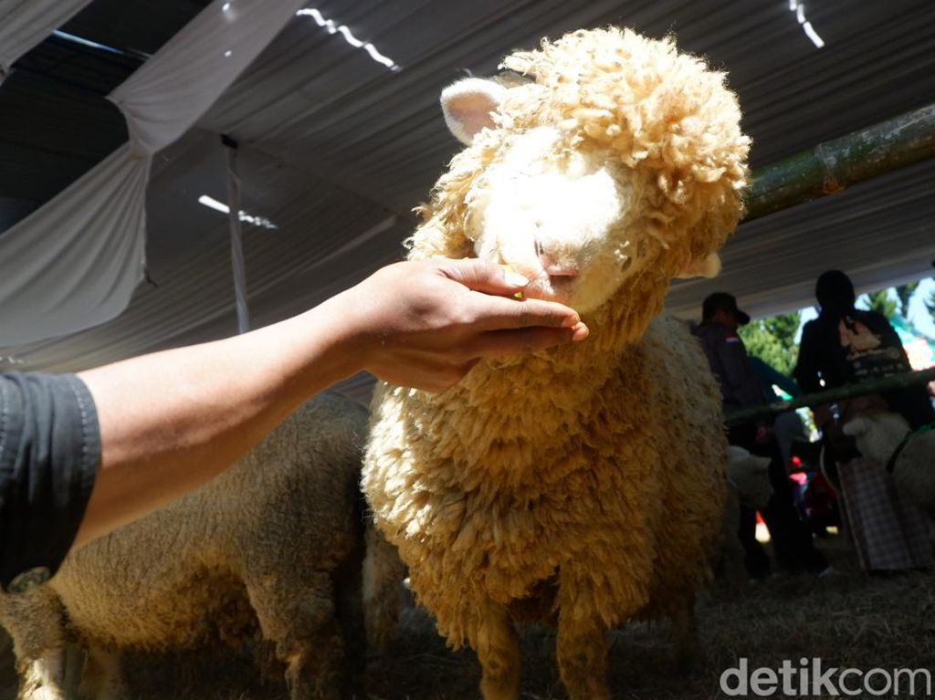Imutnya Dombat, Domba Mirip Shaun The Sheep Asal Desa Batur Banjarnegara