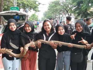 Tips Cegah Ular Masuk Rumah Jelang Musim Hujan