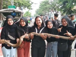 Tips Cegah Ular Masuk Rumah Jelang Musim Hujan