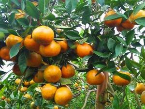 Mengenal Jeruk Kintamani Bali, Sudah Pernah Mencicipi?