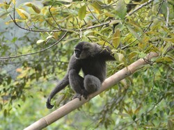 Ini Satwa Langka juga Berharga Penghuni Pegunungan Sanggabuana