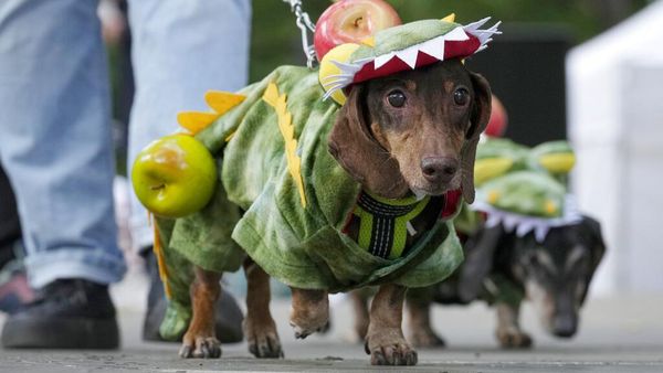 Gemesnya Anjing Dachshund Saat Ikut Parade di Rusia